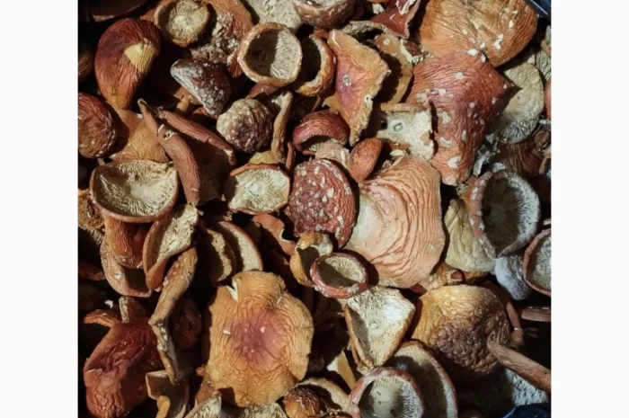 Сушеные мухоморы красного цвета- фото № 1