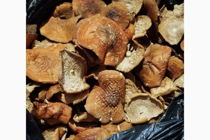 Сушеные мухоморы красного цвета- фото № 2