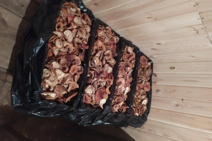 Сушені мухомори оптом- фото № 2