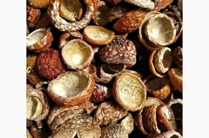 Продажа шляпок червоного мухомора- фото № 2