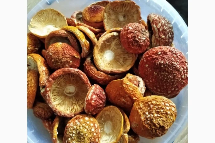 Открытые шляпки красного мухомора- фото № 3