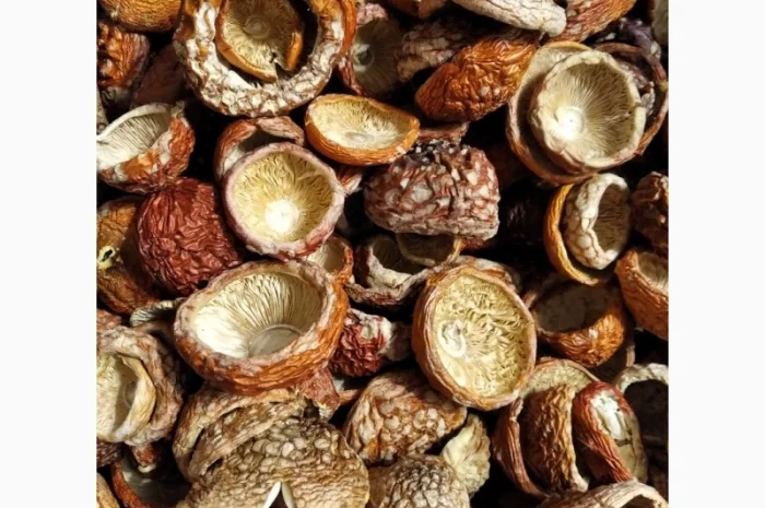 Открытые шляпки красного мухомора- фото № 5