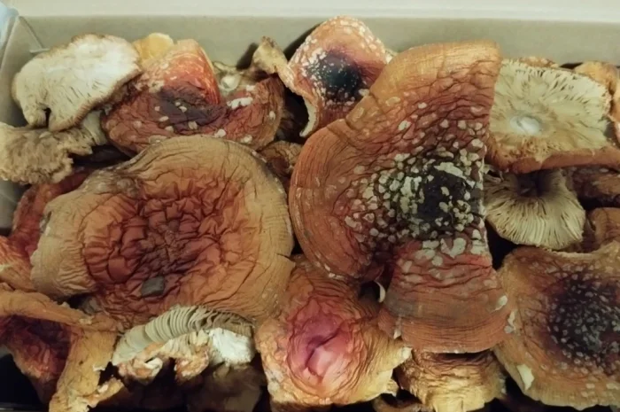 Продаю сушені мухомори в невеликій кількості- фото № 1