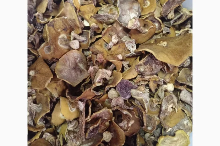 Сушені маслюки на продаж- фото № 1