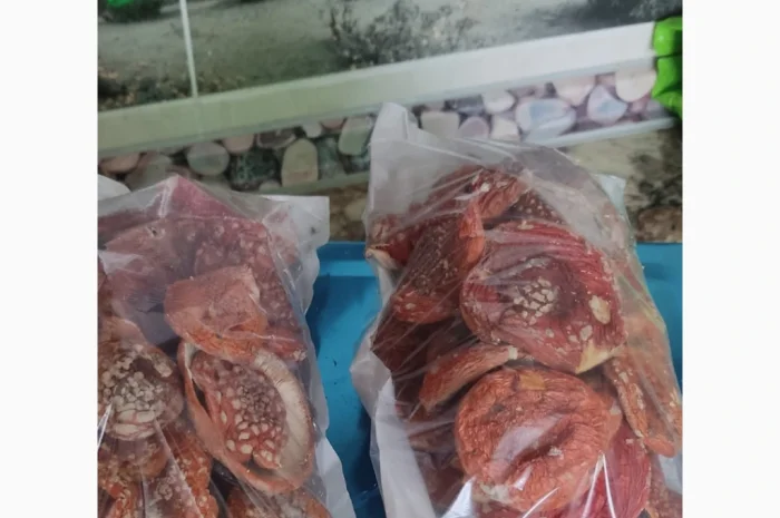 Сушений мухомор червоний на продаж- фото № 3