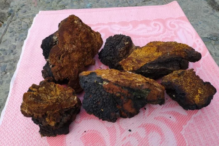 Продаю сушену Чагу березову- фото № 3