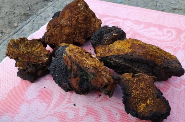 Продаю сушену Чагу березову- фото № 4