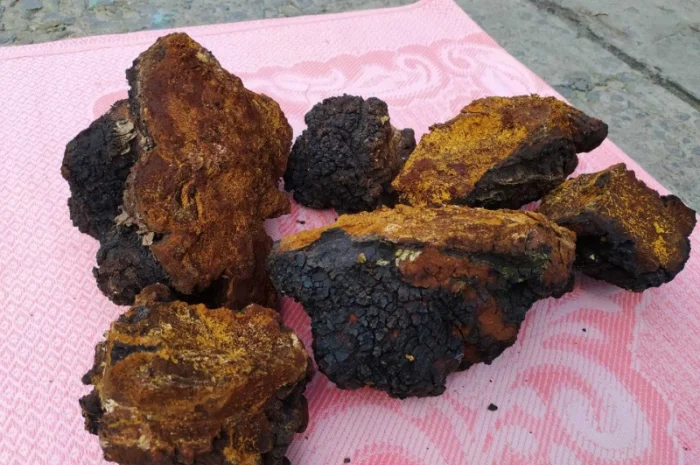 Продаю сушену Чагу березову- фото № 1