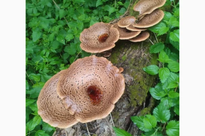 Продажа сухого трутовика лускатий- фото № 1