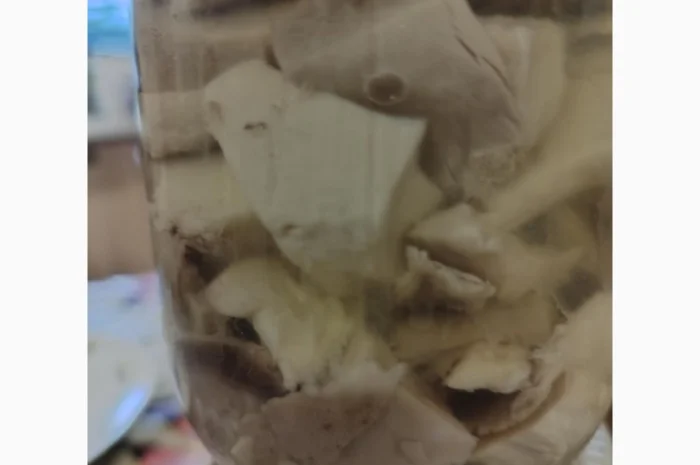 Продажа сухого трутовика лускатий- фото № 4