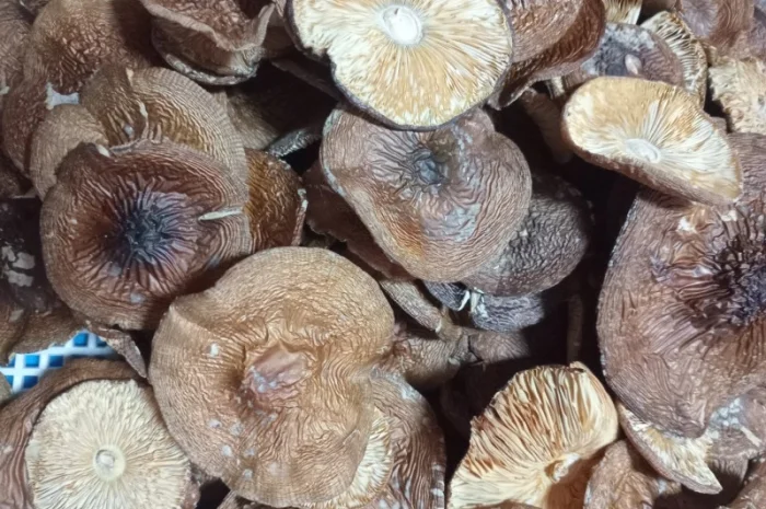 Пантерний мухомор без піску та бруду- фото № 2