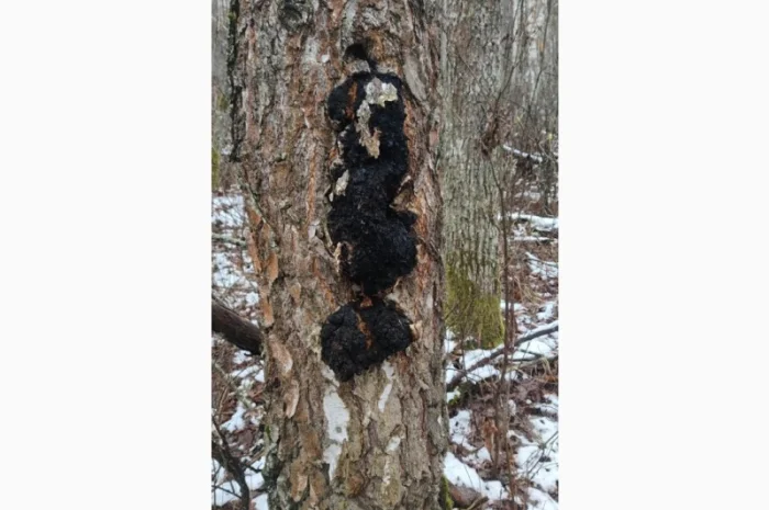 Продаж чаги: екстракт і сушений гриб- фото № 1