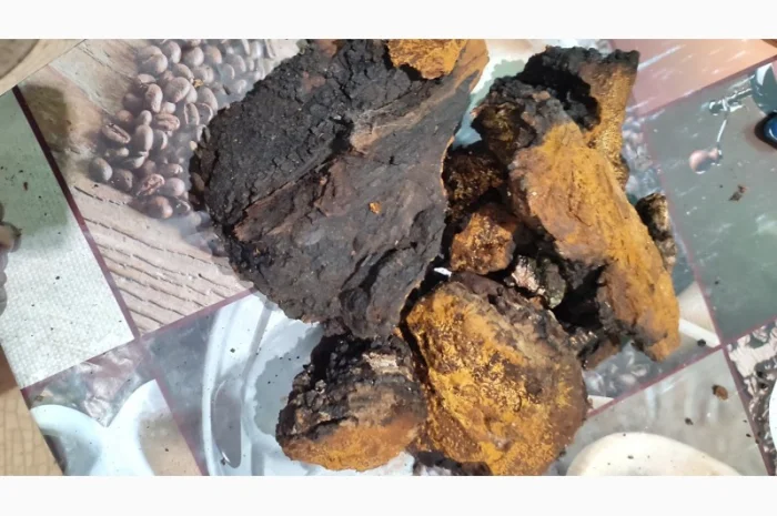 Продаж чаги: екстракт і сушений гриб- фото № 4