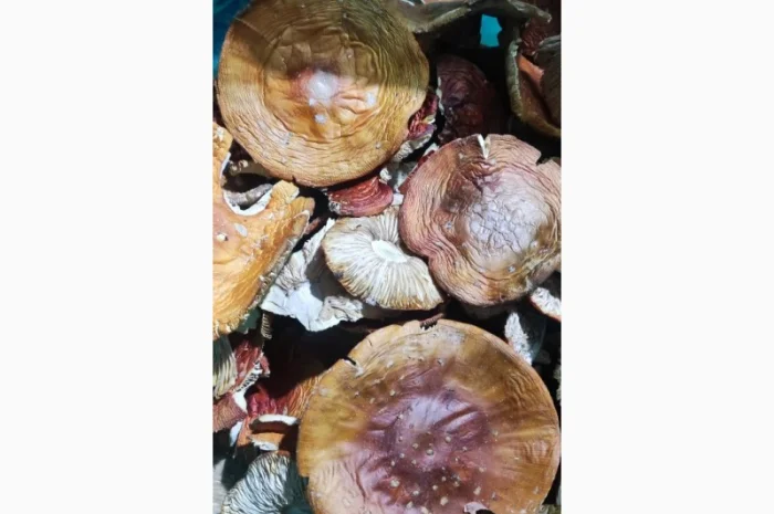 Мухомор сушений, 3 сорт, збір 25 року- фото № 1