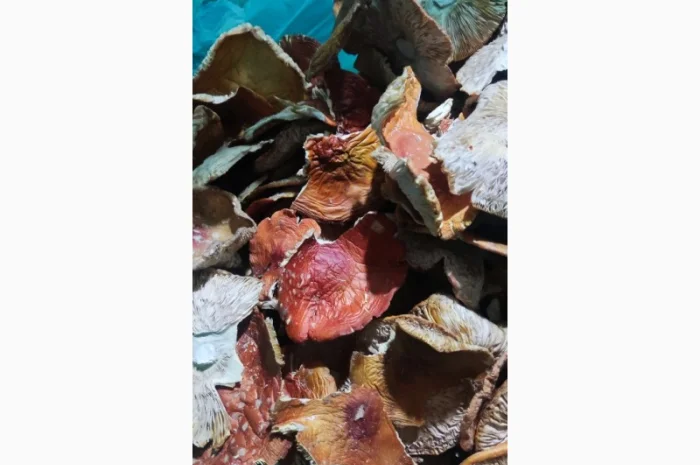 Мухомор сушений, 3 сорт, збір 25 року- фото № 3