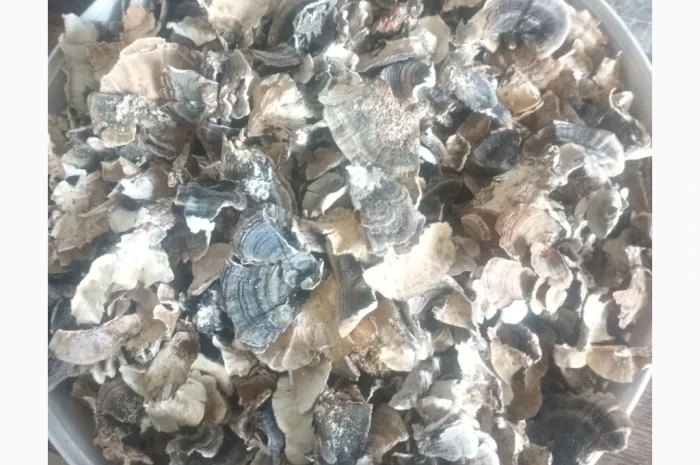 Продаж траметес різнобарвний сушений- фото № 1