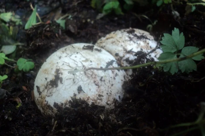 Настойка лікувального гриба "Веселка" 1л- фото № 2