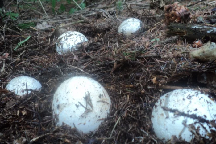 Настойка лікувального гриба "Веселка" 1л- фото № 5