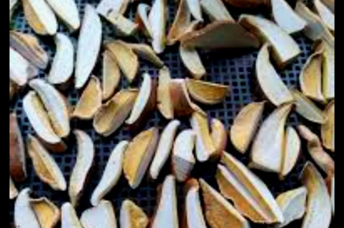 Трутовик березовий для здоров'я- фото № 1