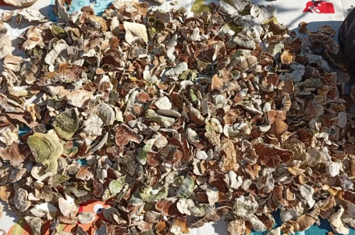 Продаю Траметес по 100 грн за 100 грам- фото № 1