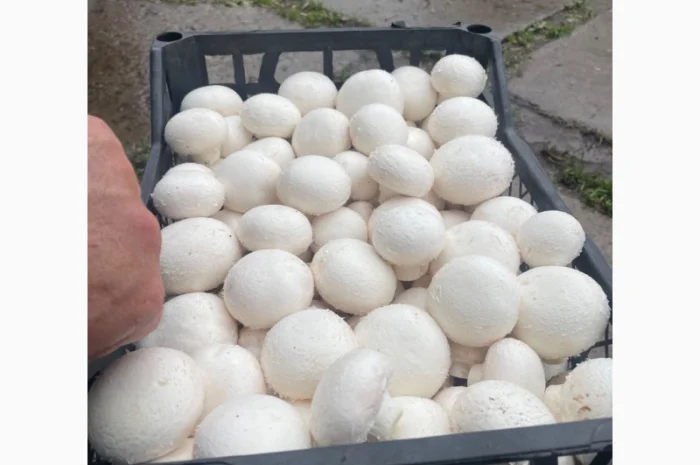 Продаж печериць з доставкою- фото № 1