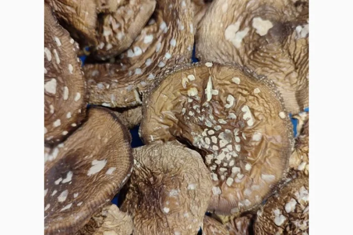 Продаю пантерний мухомор- фото № 1