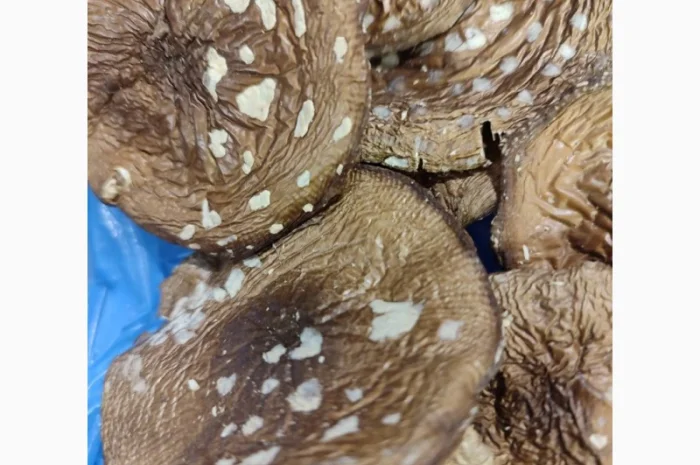 Продаю пантерний мухомор- фото № 4