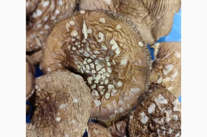 Продаю пантерний мухомор- фото № 6