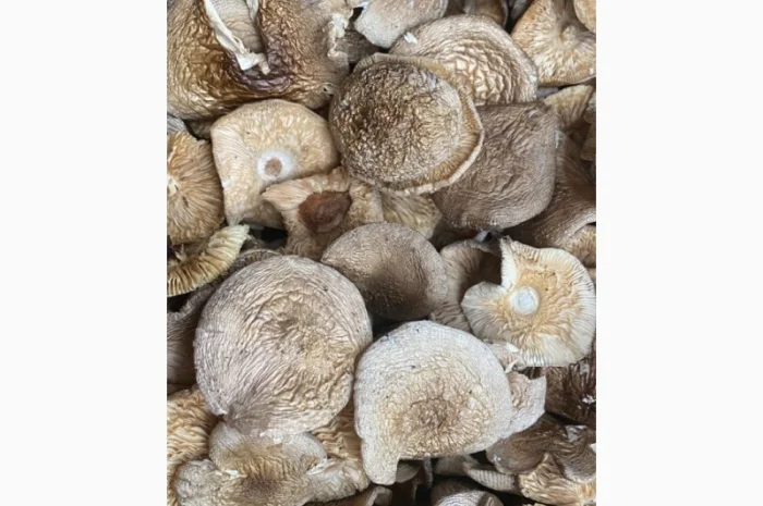 Пантерній збір 2025 року на продаж- фото № 1