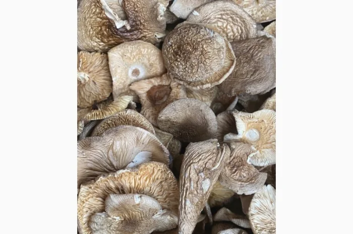 Пантерній збір 2025 року на продаж- фото № 2