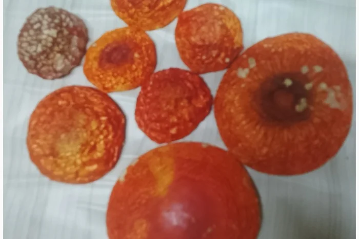 Мухомор червоний на продаж- фото № 1