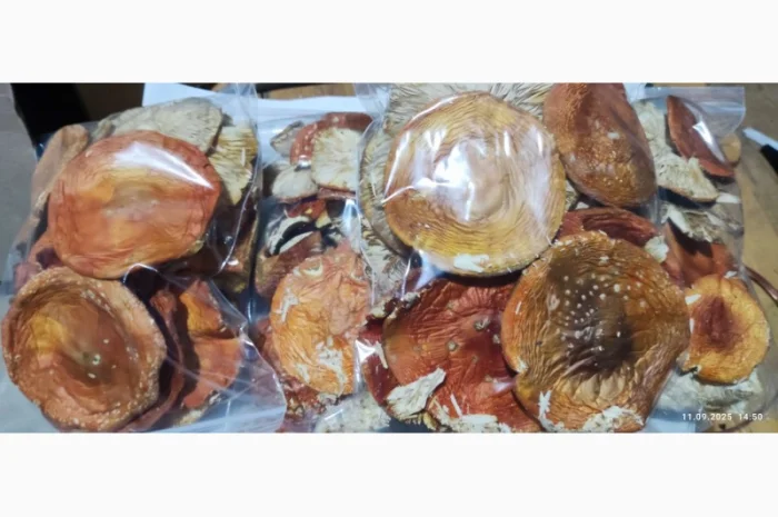 Продаж мухомора 25 року- фото № 1