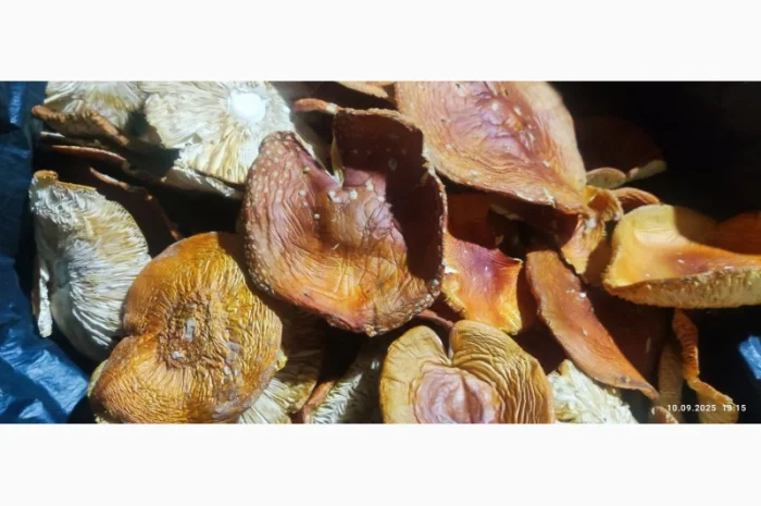 Продаж мухомора 25 року- фото № 2