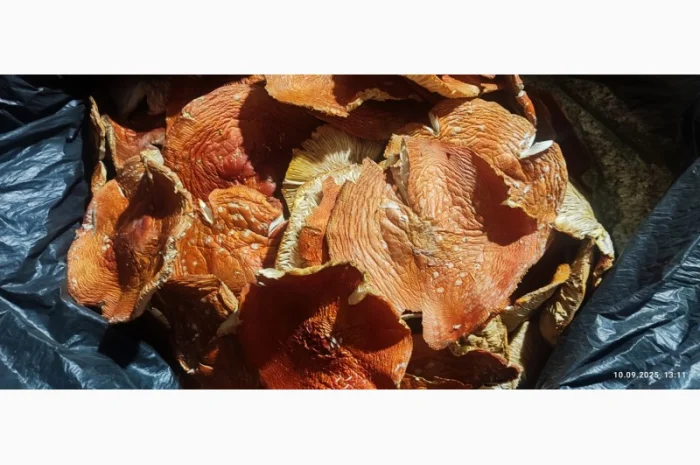 Продаж мухомора 25 року- фото № 3