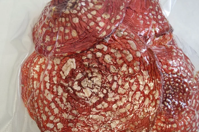 Капелюшки Червоного Мухомора 50 грамів на продаж- фото № 2