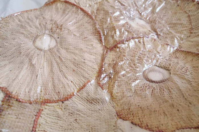 Капелюшки Червоного Мухомора 50 грамів на продаж- фото № 4