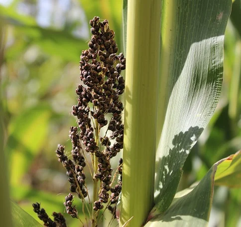 Продажа цукрового сорго Силосне 42- фото № 1