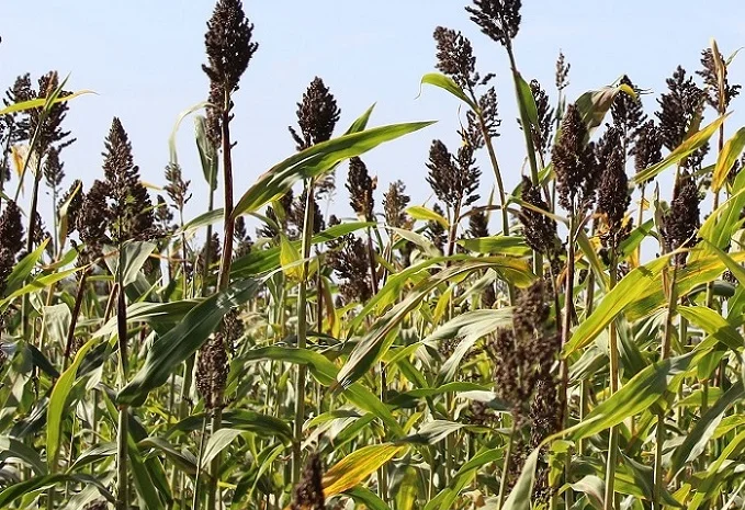 Продажа цукрового сорго Силосне 42- фото № 3