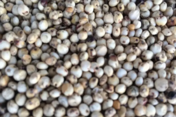 Куплю сорго белое и красное- фото № 2