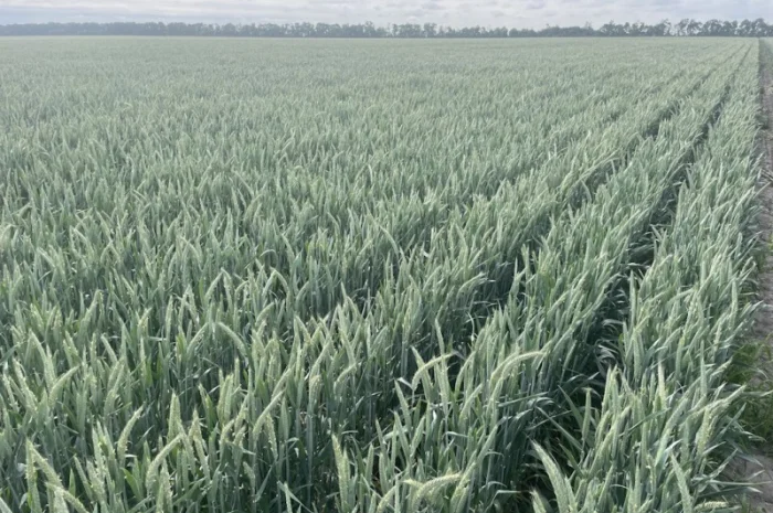 Продаж насіння тритикале озимого Малюк- фото № 1