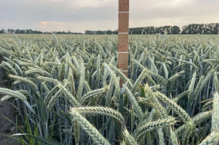 Продаж насіння тритикале озимого Малюк- фото № 2