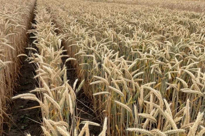 Продаж насіння тритикале озимого Малюк- фото № 4