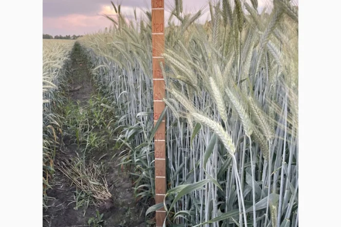 Продажа тритикале озимого Велетень- фото № 2