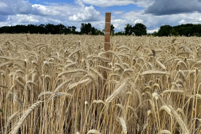 Продажа тритикале озимого Велетень- фото № 4