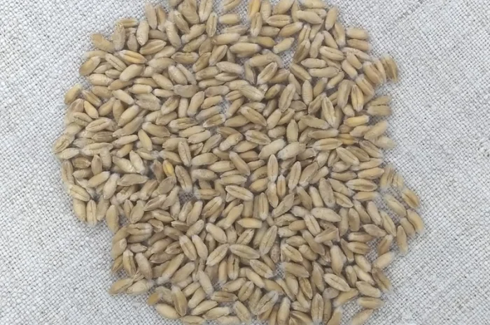 Продажа тритикале озимого Велетень- фото № 5