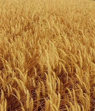 Насіння озимого жита СТОІР - продаж- фото № 1