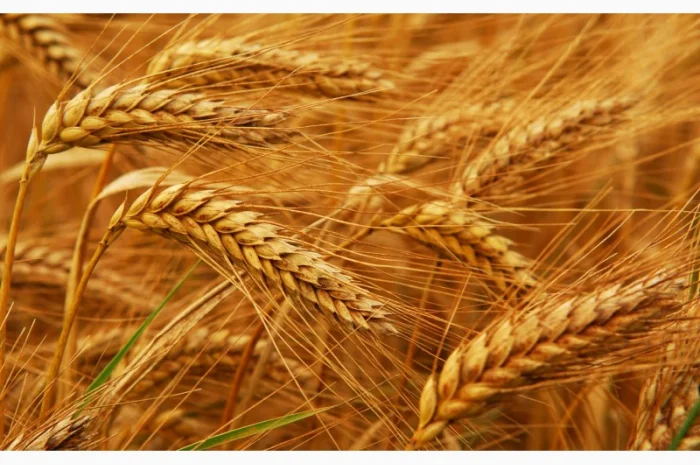 Закупка жита в Полтаве- фото № 1