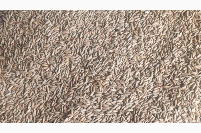 Продаю жито очищене фураж- фото № 3