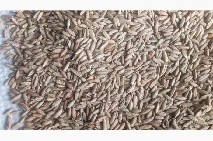 Продаю жито очищене фураж- фото № 4