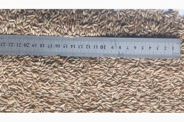 Продаю жито очищене фураж- фото № 6